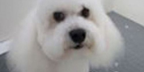 Gatiperros