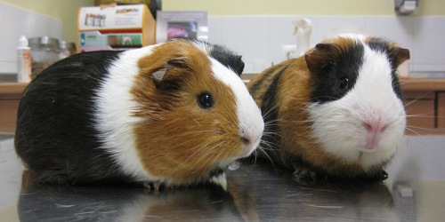 AMANTEA CLINICA VETERINARIA