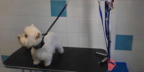 AMANTEA CLINICA VETERINARIA