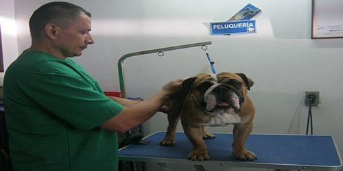 CENTRO VETERINARIO CASA CANINA  DOSQUEBRADAS 