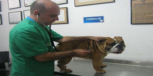 CENTRO VETERINARIO CASA CANINA  DOSQUEBRADAS 