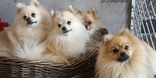 Le Perky Pooch