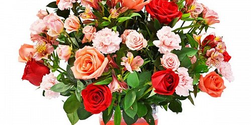 FLORISTERIA MONICA