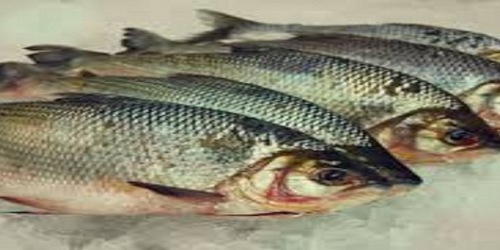PESCADERIA MADELENA