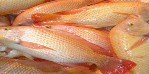 PESCADERIA MADELENA