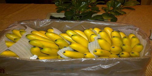 Comercializadora NUEVO MILENIO CYR