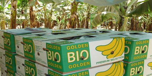 Comercializadora NUEVO MILENIO CYR