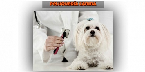 CLINICA VETERINARIA PET VILLAGE
