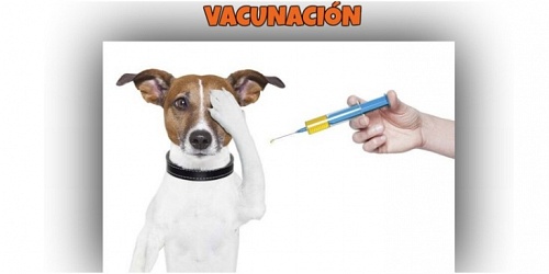 CLINICA VETERINARIA PET VILLAGE