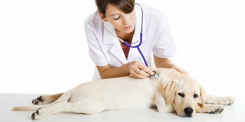 CLINICA VETERINARIA PET VILLAGE