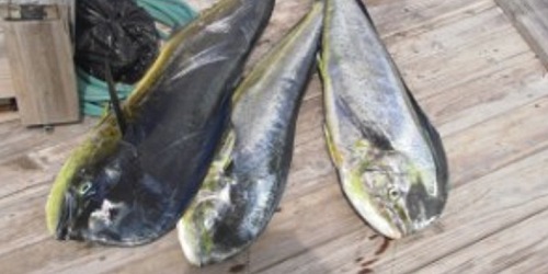Roy Deep Sea Fishing