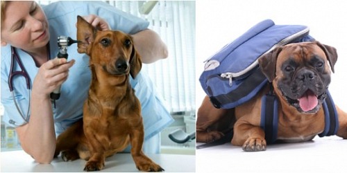 CLINICA VETERINARIA PET'S FRIENDS, CHORRERA