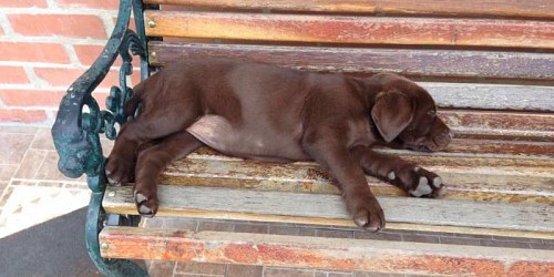 GUARDERIA CANINA CAMPESTRE