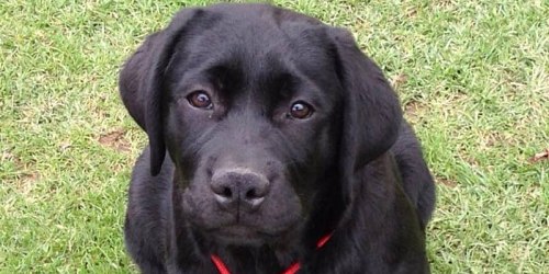 GUARDERIA CANINA CAMPESTRE