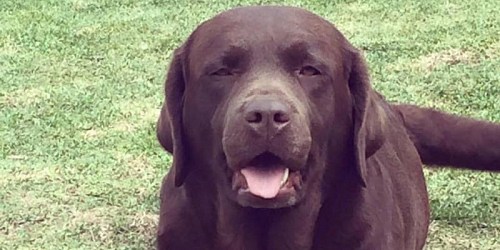 GUARDERIA CANINA CAMPESTRE