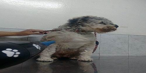 VETERINARIA PET SHOP PA´PILLOS