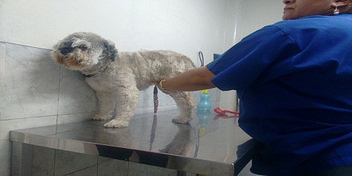 VETERINARIA PET SHOP PA´PILLOS