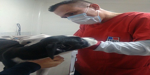 VETERINARIA PET SHOP PA´PILLOS