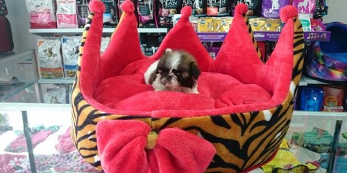 DOG KING PET MARKET Veterinaria en Bucaramanga