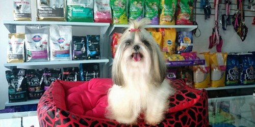 DOG KING PET MARKET Veterinaria en Bucaramanga