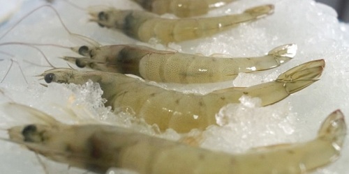 FRIGOPESCA C. A. - Exportadora de Camaròn