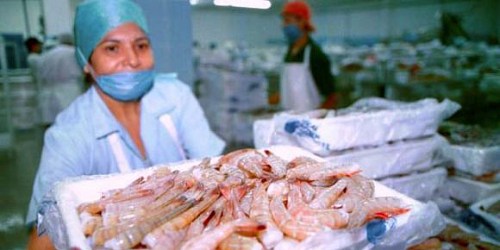 FRIGOPESCA C. A. - Exportadora de Camaròn