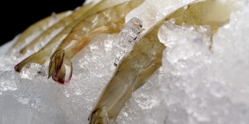 FRIGOPESCA C. A. - Exportadora de Camaròn