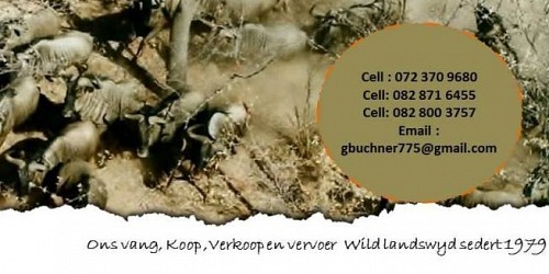 Rowland Ward Game Capture Pty (Ltd)