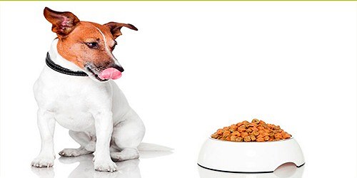 WORLD PET´S  - Clínica Veterinaria