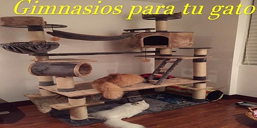 GIMNASIOS PARA TU GATO