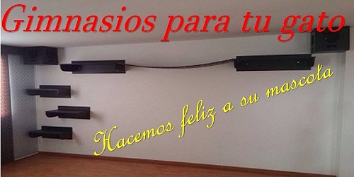 GIMNASIOS PARA TU GATO