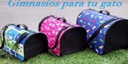GIMNASIOS PARA TU GATO