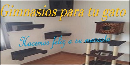GIMNASIOS PARA TU GATO