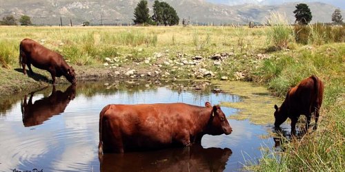 Platdrif Sussex Stoet Worcester Wes-Kaap