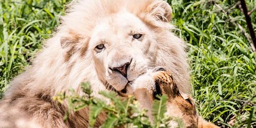 Plumtree Tours & Safaris