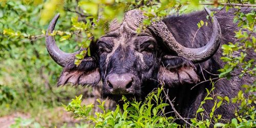 Plumtree Tours & Safaris