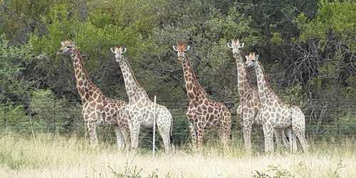 Rinkhalskop Safari Lodge Marble Hall
