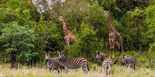 Plumtree Tours & Safaris