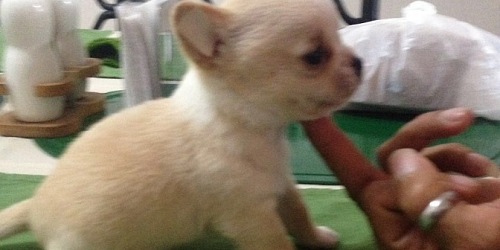 CHIHUAHUA - Criadero Madera de Guerrero