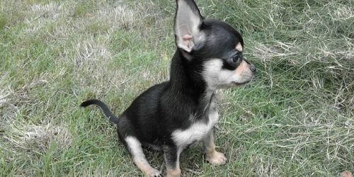 CHIHUAHUA - Criadero Madera de Guerrero