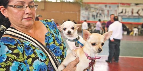 CHIHUAHUA - Criadero Madera de Guerrero