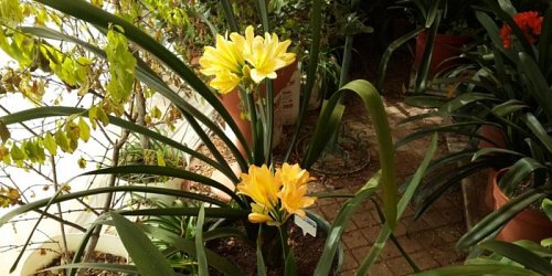Clivianna Clivia Kwekery met veelsydige plante