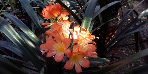 Clivianna Clivia Kwekery met veelsydige plante