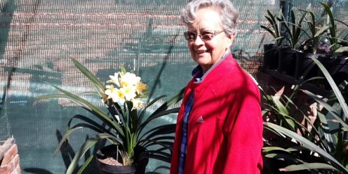 Clivianna Clivia Kwekery met veelsydige plante