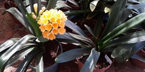 Clivianna Clivia Kwekery met veelsydige plante