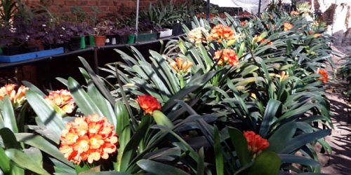 Clivianna Clivia Kwekery met veelsydige plante