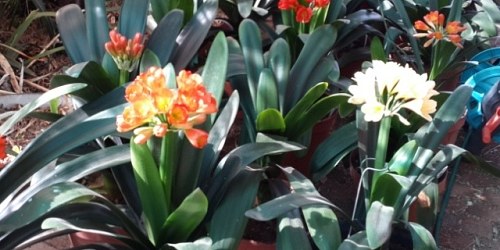 Clivianna Clivia Kwekery met veelsydige plante