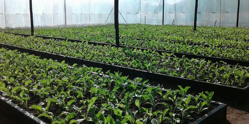 The Green House