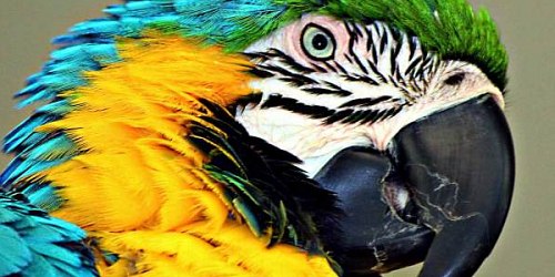 The Macaw Nest - Family Restaurant