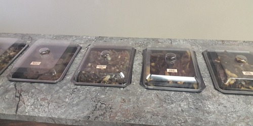 Motsumi Biltong